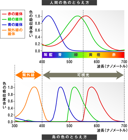 人間と鳥の色のとらえ方