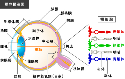 眼の構造図